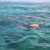 Snorkeling on the Great Barrier Reef